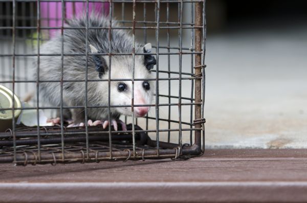 Detroit Wildlife Removal