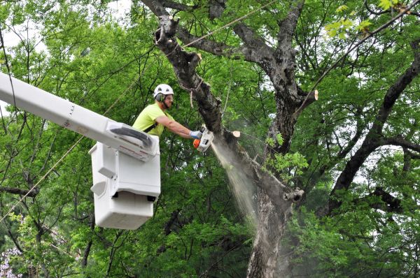 Detroit Tree Trimming