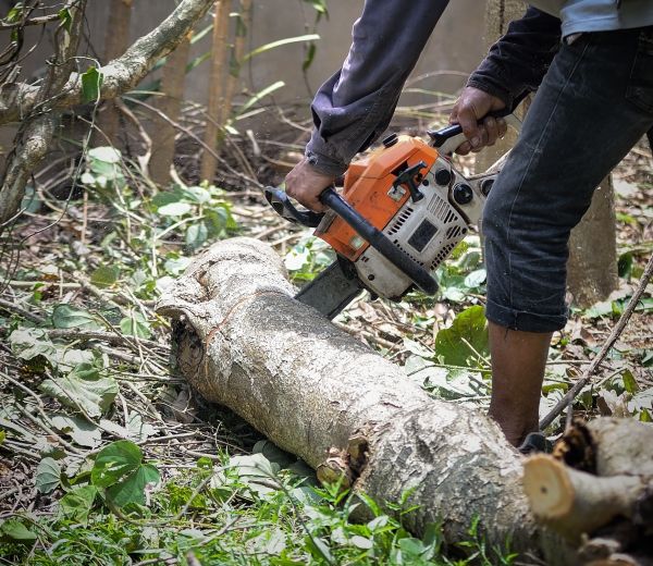 Detroit Tree Removal