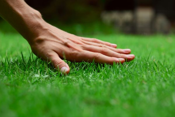 Detroit Lawn Treatment